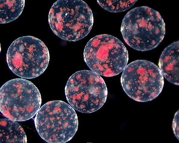 Encapsulation