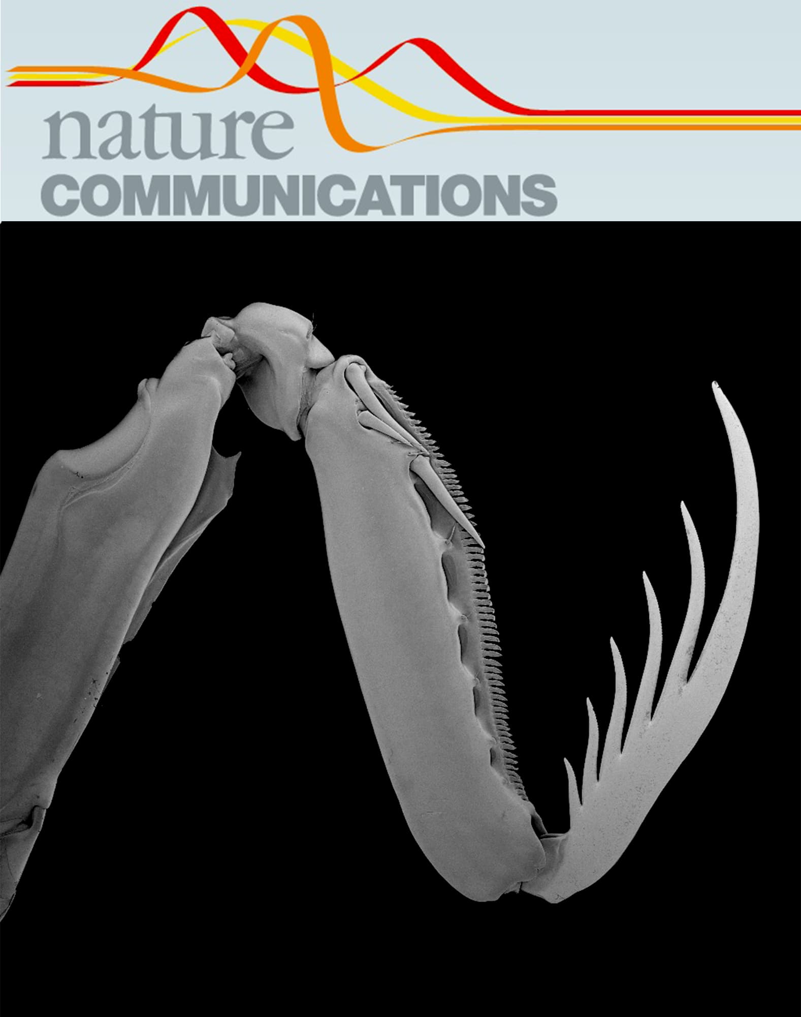 Cover of Nature Communications