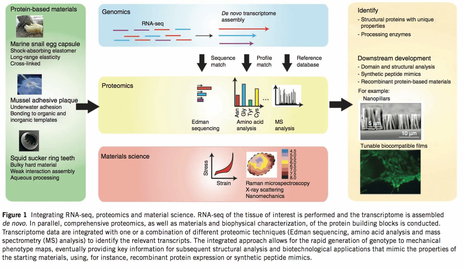 research approach summary shown by integrating RNA-seq with proteomics and materials science