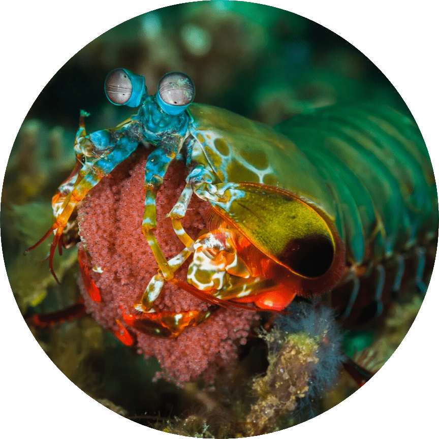 Mantis Shrimp to feature Biomineralized Structures with Graded/Modulated Properties
