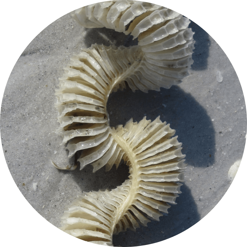 whelk egg to feature Bioelastomeric Membranes & Coiled-Coil Engineering