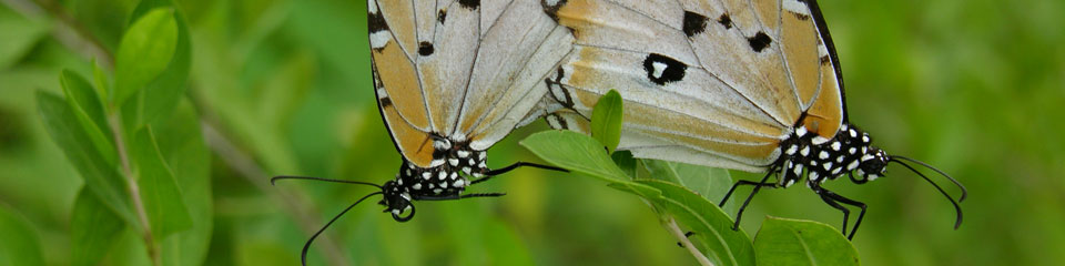 Macro Photography Banner