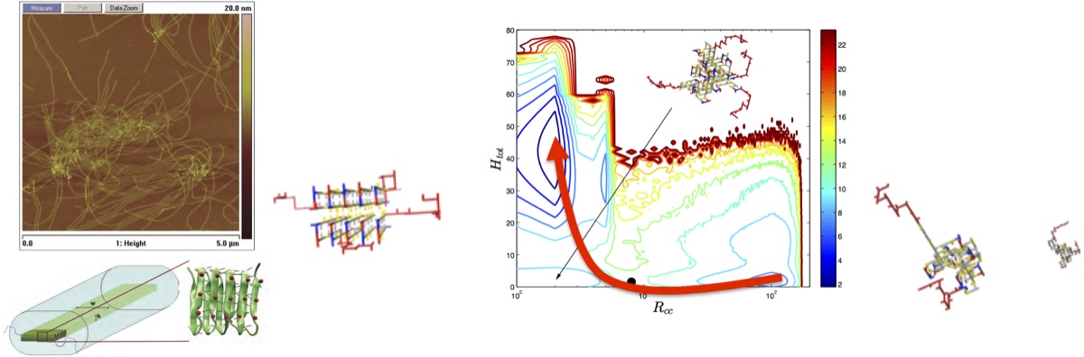 Simulation figures illustrating folding and assembly of fibril-forming polypeptides.