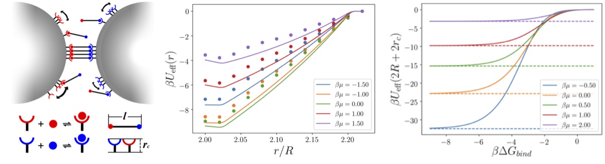 Schematic and simulation figures of DNA-coated colloids and linker-mediated assembly.