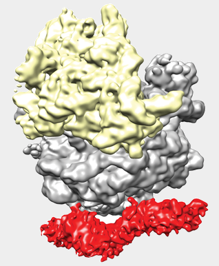 secA in protein translation