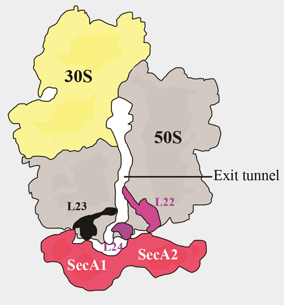 secA in protein translation