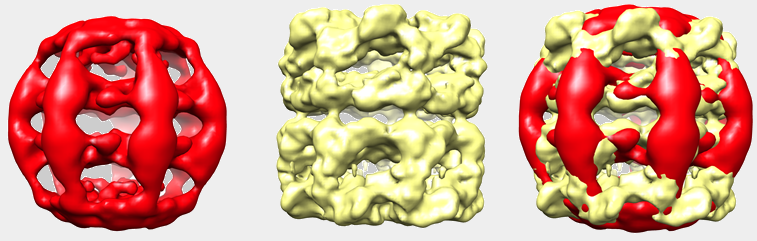 mitochondrial chaperonine 3