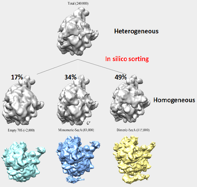 single particle reconstruction