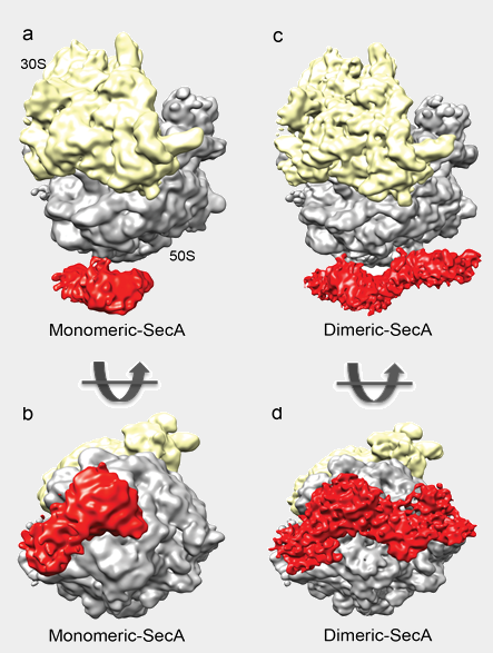 monomeric and dimeric secA bound to ribosome