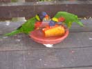 Description: Description: Description: Description: Description: D:\Nanyang connect\Website\Hotspot\pictures_hotspot\BirdParkBirds.jpg